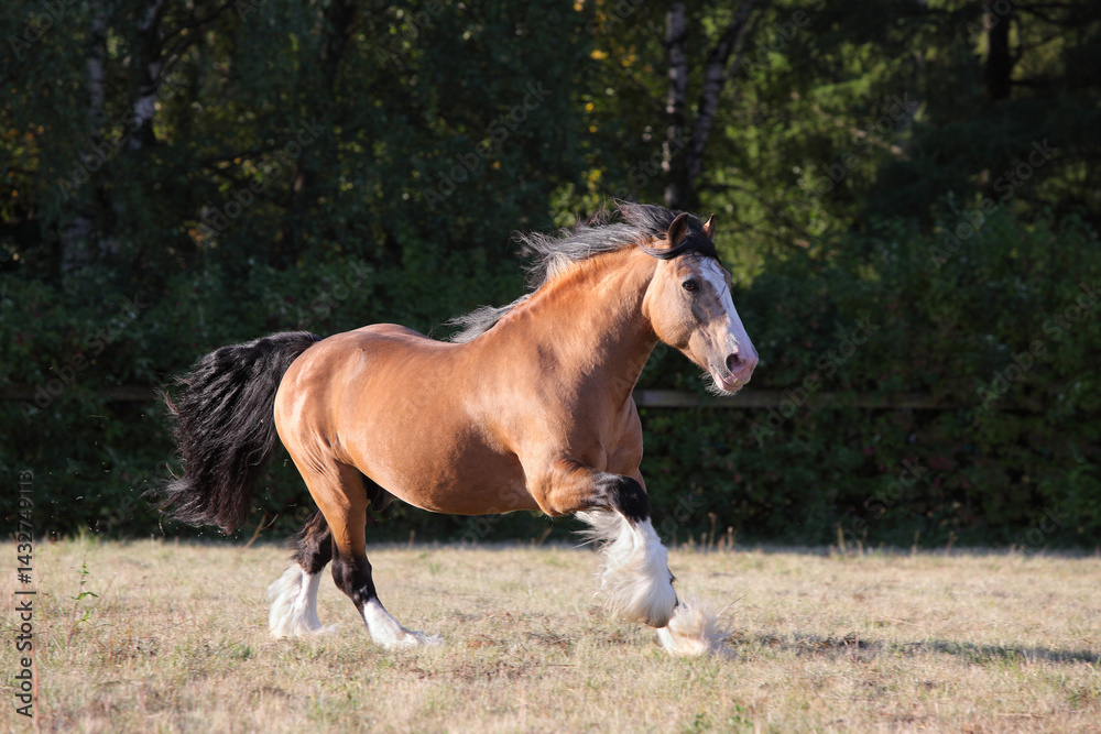 Sorrel draft cob horse galloping in the paddock on the farm