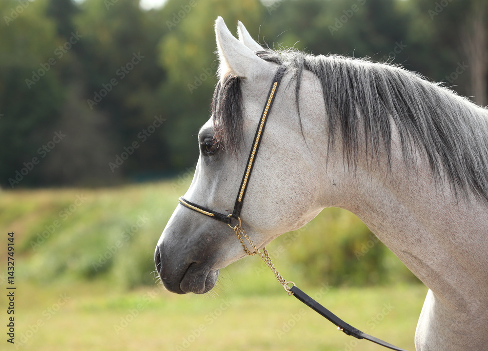 Running white horse on the green summer fields
