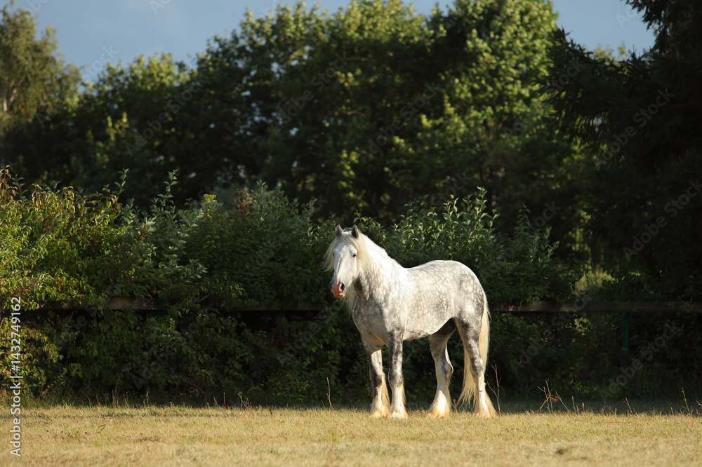 Harness horse rest on the green summer meadow