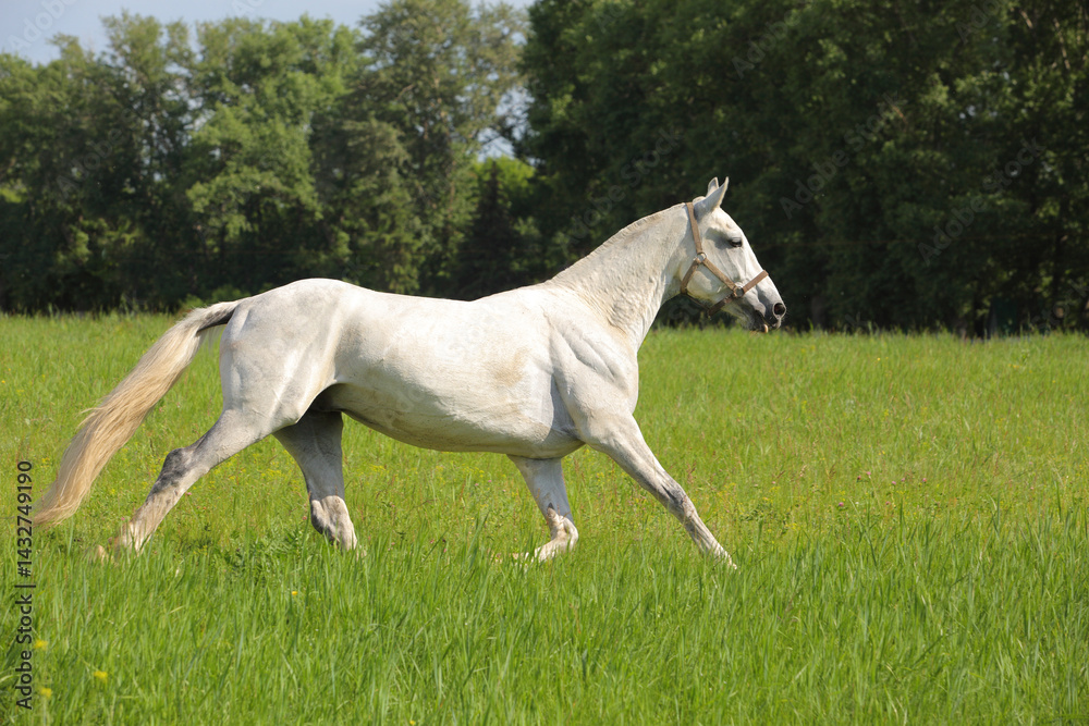 Running white horse on the green summer fields