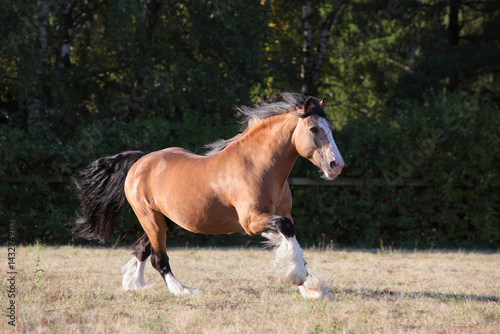 Obraz na płótnie Sorrel draft cob horse galloping in the paddock on the farm w salonie