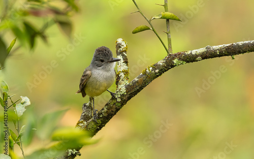 Rußkappen-Schopftyrann (Myiarchus phaeocephalus) photo