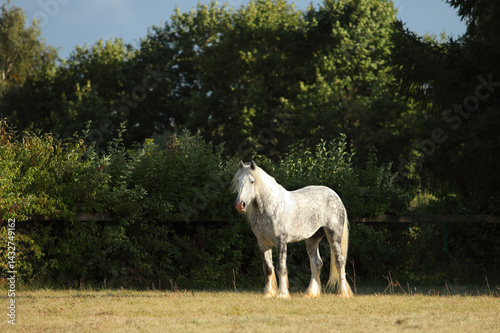 Obraz na płótnie Harness horse rest on the green summer meadow w salonie