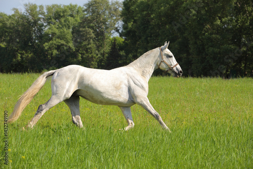 Obraz na płótnie Running white horse on the green summer fields w salonie