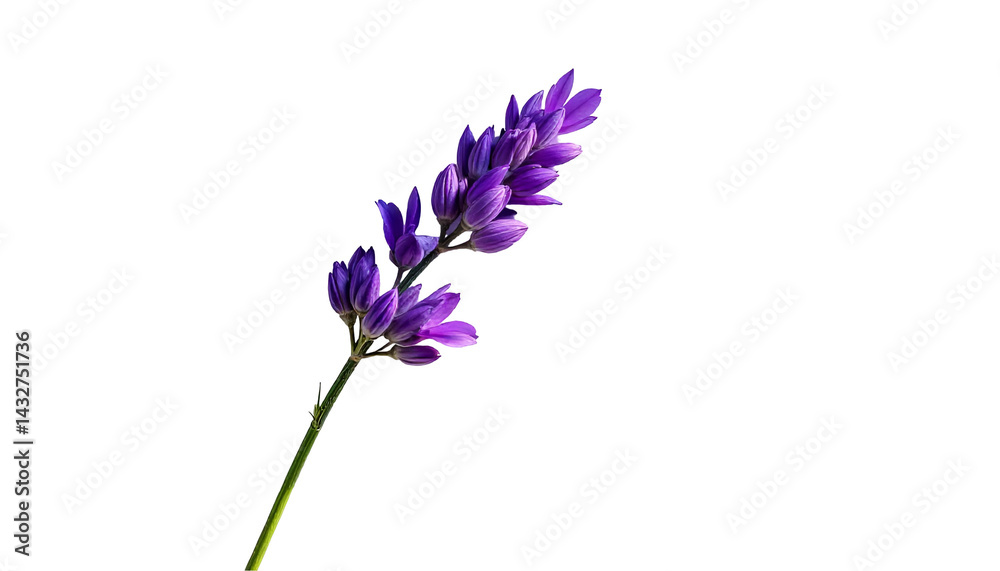 Naklejka premium A single purple lavender flower on a white background, captured in soft natural light, showcasing its delicate beauty.