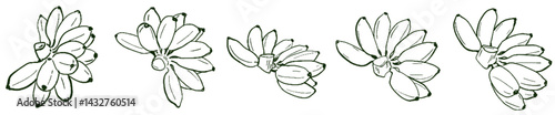 Golden Banana Energy – Natural Abundance Lineart Set under Taurus Sun