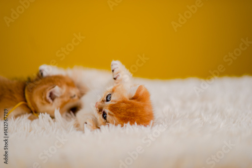 Obraz na płótnie Fluffy orange cat, cute pet, cute animals, friendly and peaceful creatures, photo in studio w salonie