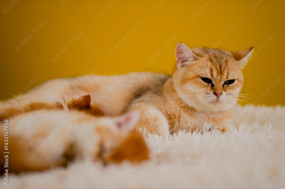 Fluffy orange cat, cute pet, cute animals, friendly and peaceful creatures, photo in studio