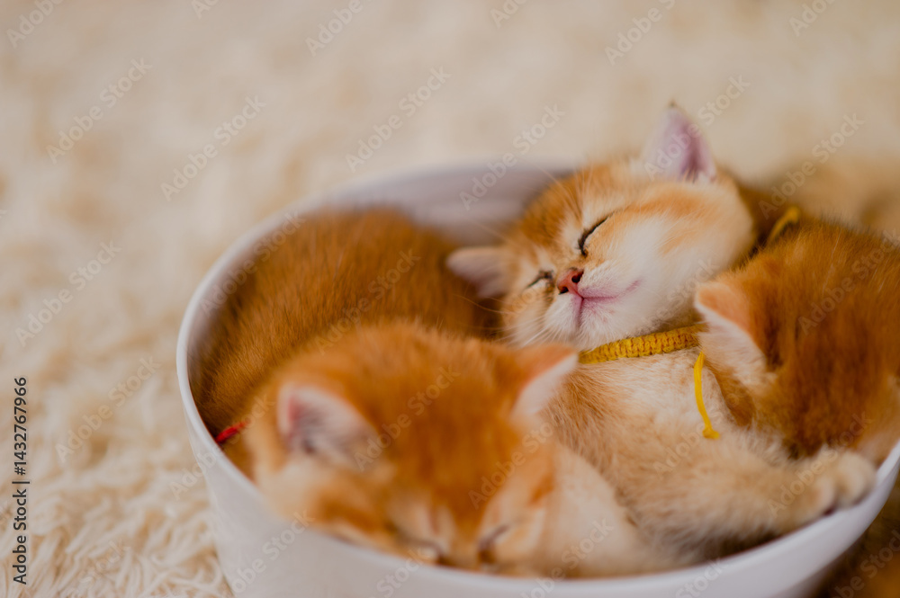 Fluffy orange cat, cute pet, cute animals, friendly and peaceful creatures, photo in studio