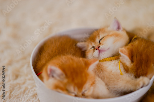 Obraz na płótnie Fluffy orange cat, cute pet, cute animals, friendly and peaceful creatures, photo in studio w salonie