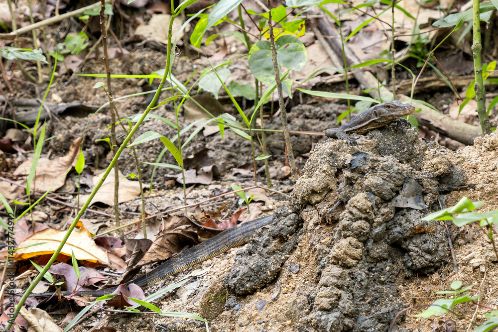 Common Water Monitor - Varanus salvator, portrait of large lizard from Asian fresh waters, Singapore. Common Water Monitor - Varanus salvator, portrait of large lizard from Asian fresh waters, Singapore.