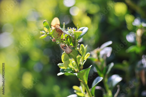 Pupae or larva of Cydalima perspectalis is an invasive caterpillar of moth species pest that destroys and eats green boxwood (buxus sempervivens) leaves doing damage, box eating caterpillar.	 photo
