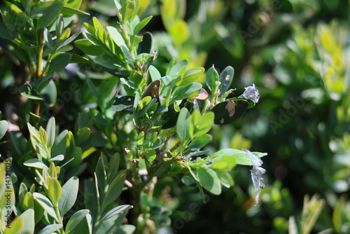 Pupae or larva of Cydalima perspectalis is an invasive caterpillar of moth species pest that destroys and eats green boxwood (buxus sempervivens) leaves doing damage, box eating caterpillar.	 photo