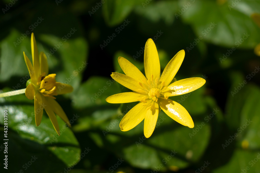 Fototapeta premium Celandine or Spring Buttercup, Ranunculus ficaria L., Ficaria verna L.