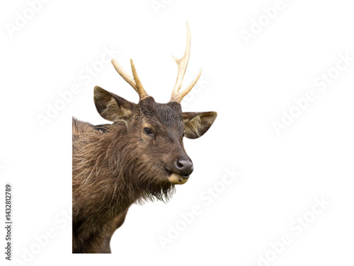 deer with antlers