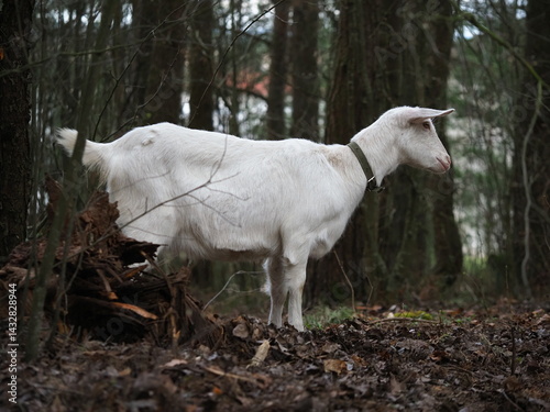 white hornless goat on free range