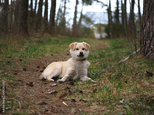 red dog puppy walking in the forest