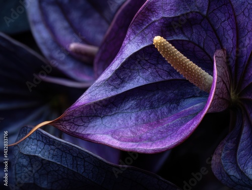 Captivating close up of a dark purple anthurium flower showcasing its delicate texture and unique spadix against a dark background creating a dramatic and elegant botanical image