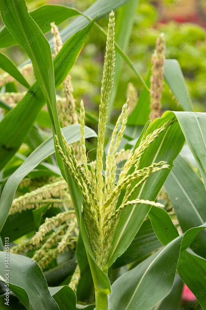 Close up of flower of maize