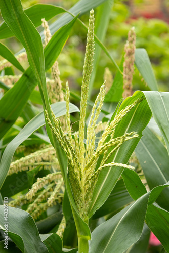 Obraz na płótnie Close up of flower of maize w salonie