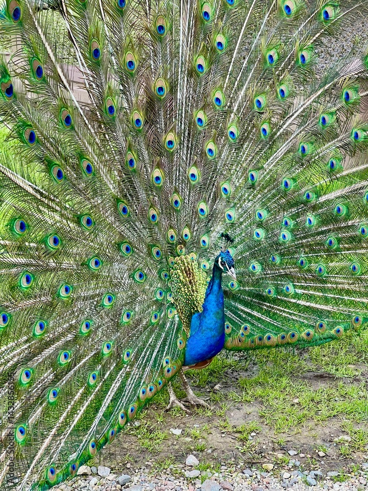 Obraz premium Indian Peafowl (Pavo cristatus) displaying its vibrant tail feathers in full fan. The iridescent blue and green plumage is adorned with eye-like patterns, known as ocelli. 