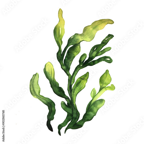 Obraz na plátně Watercolor illustration Spirulina. Botanical illustration.