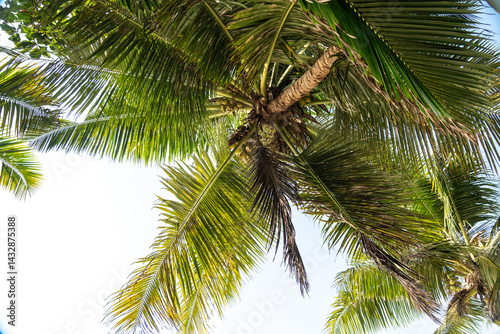 Overhead view of lush green palm fronds and coconuts swaying under bright tropical sunlight