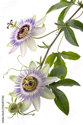 maypop flowers isolated on white background