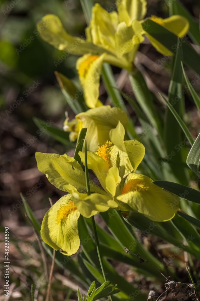Fototapeta premium Iris pseudacorus (Iris pseudacorus) in bloom