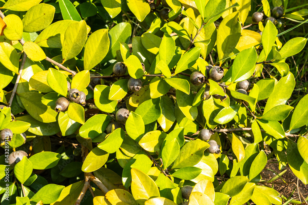 Close-up of tropical myrtle fruits and green leaves on a wild shrub in Seychelles