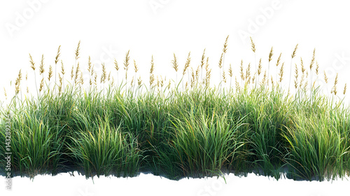 Coastal restoration grass and sea oats forming a natural barrier, isolated on white background