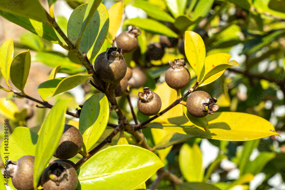 Close-up of tropical myrtle fruits and green leaves on a wild shrub in Seychelles