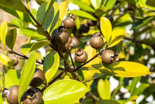 Obraz na płótnie Close-up of tropical myrtle fruits and green leaves on a wild shrub in Seychelles w salonie
