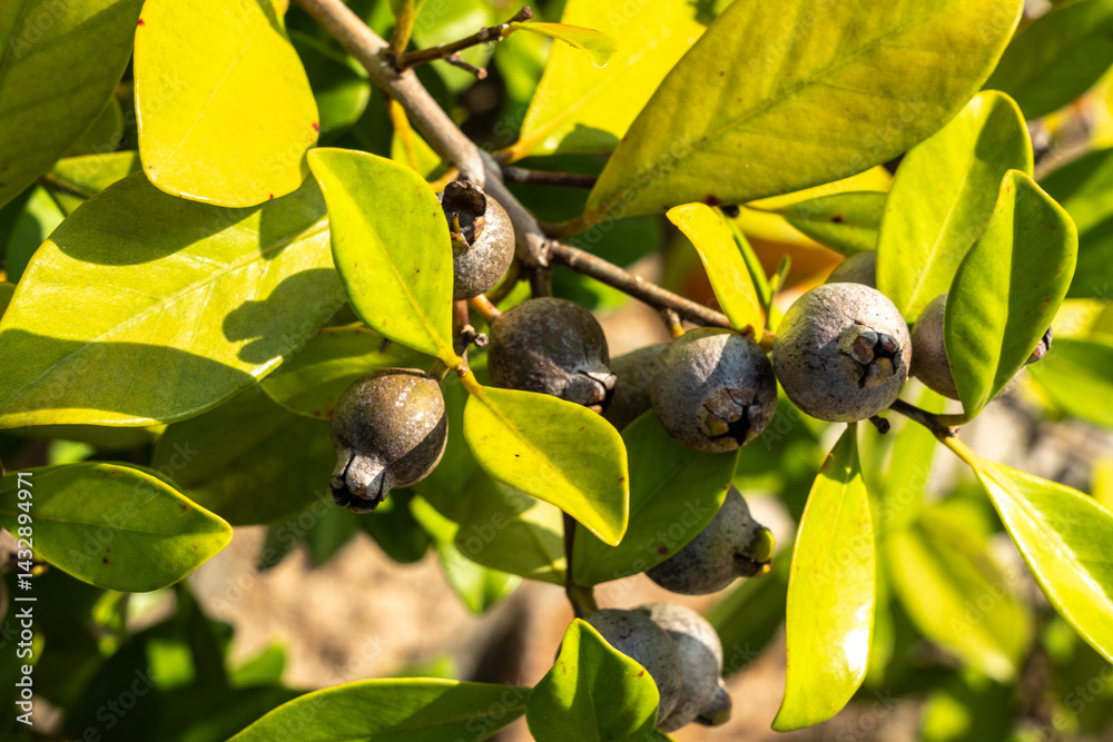 Close-up of tropical myrtle fruits and green leaves on a wild shrub in Seychelles