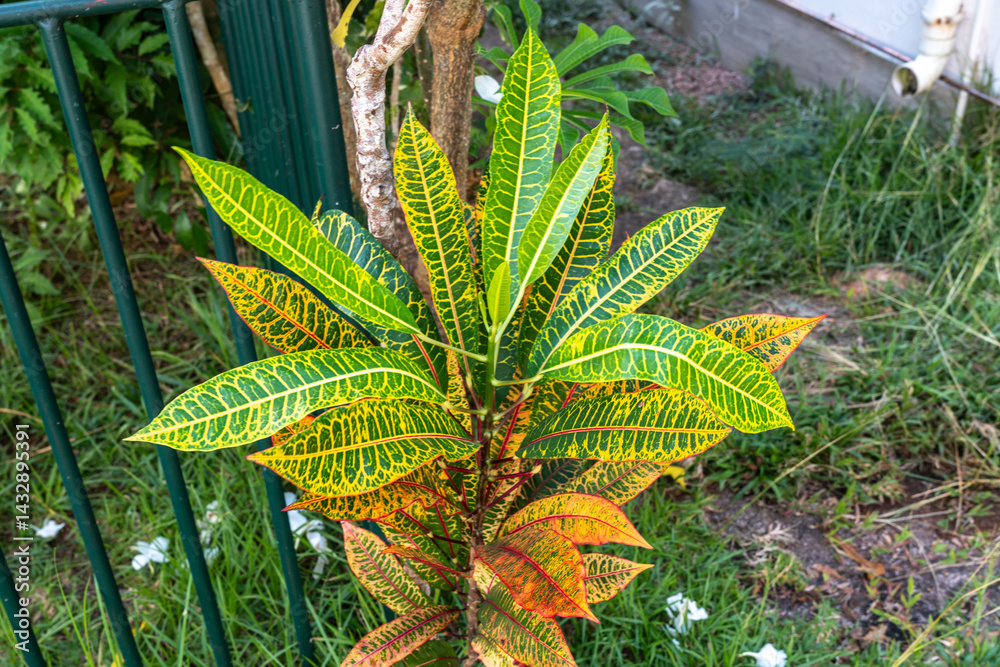 Colorful croton plant with variegated leaves in green, red, and yellow tones growing outdoors