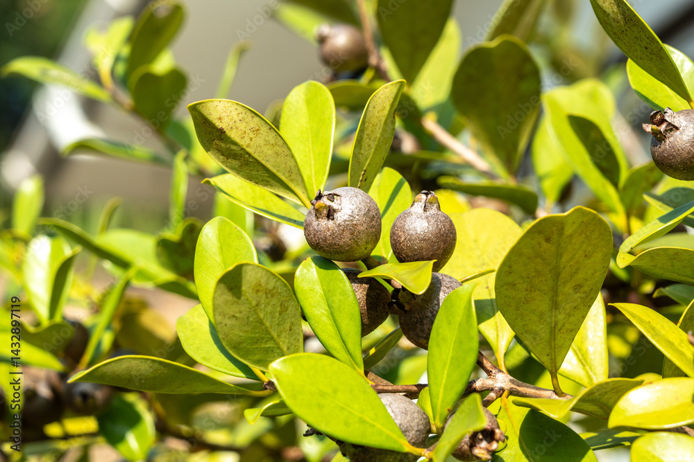 Close-up of tropical myrtle fruits and green leaves on a wild shrub in Seychelles