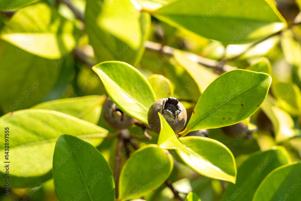 Close-up of tropical myrtle fruits and green leaves on a wild shrub in Seychelles