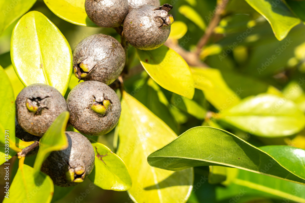 Close-up of tropical myrtle fruits and green leaves on a wild shrub in Seychelles