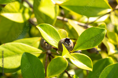 Obraz na płótnie Close-up of tropical myrtle fruits and green leaves on a wild shrub in Seychelles w salonie