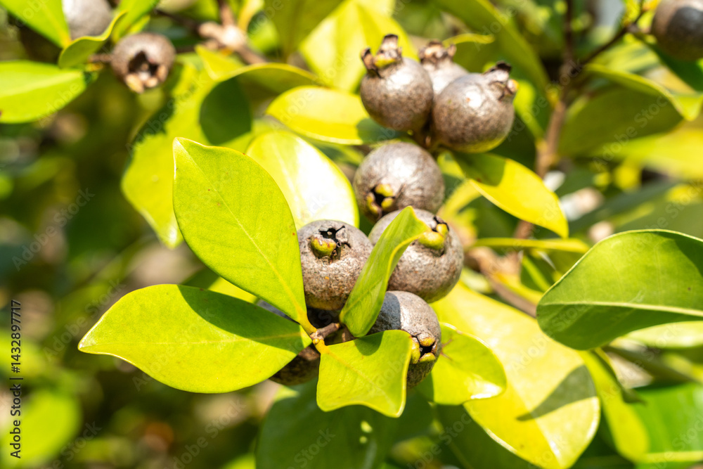 Close-up of tropical myrtle fruits and green leaves on a wild shrub in Seychelles