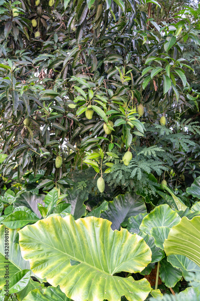 Wild colocasia and mango tree with green fruits growing together in a tropical garden
