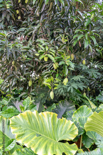 Obraz na płótnie Wild colocasia and mango tree with green fruits growing together in a tropical garden w salonie