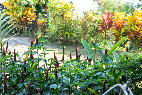 Tropical costus plant with red flowers visited by a sunbird in a lush garden in Seychelles