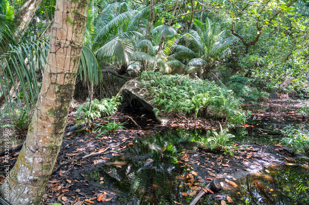 Fototapeta premium Tropical swamp in Seychelles with palms, ferns, and shallow water, featuring reflections