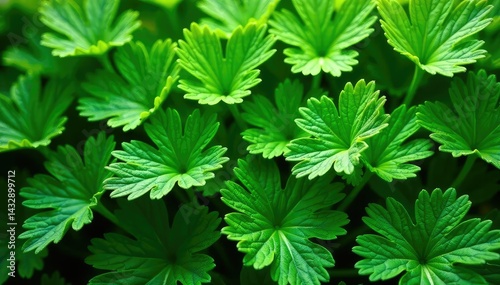 Intricate parsley leaf design, vibrant green hues, spring, closeup
