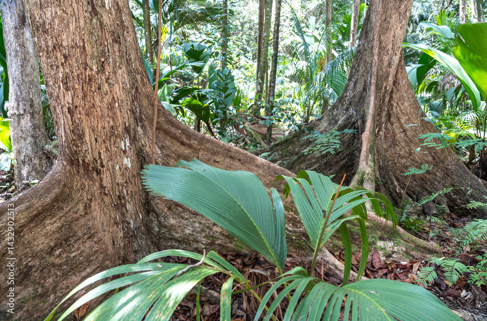 Young palm growing at the base of large forest trees in Fond Ferdinand Nature Reserve
