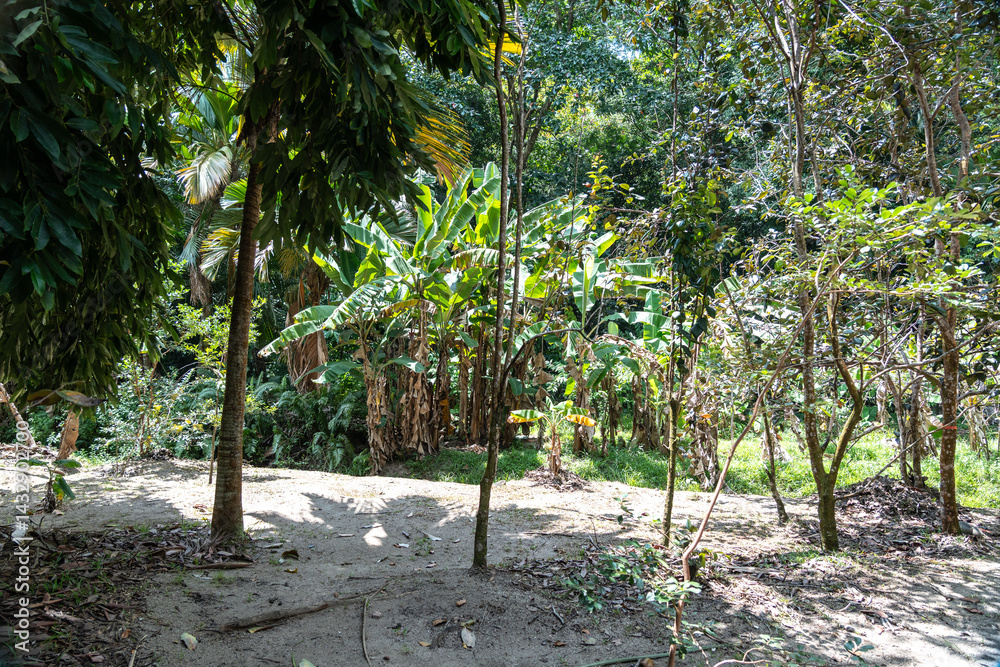 Tropical forest clearing in Fond Ferdinand Nature Reserve on Praslin Island, Seychelles