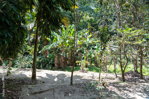 Obraz na płótnie Tropical forest clearing in Fond Ferdinand Nature Reserve on Praslin Island, Seychelles w salonie