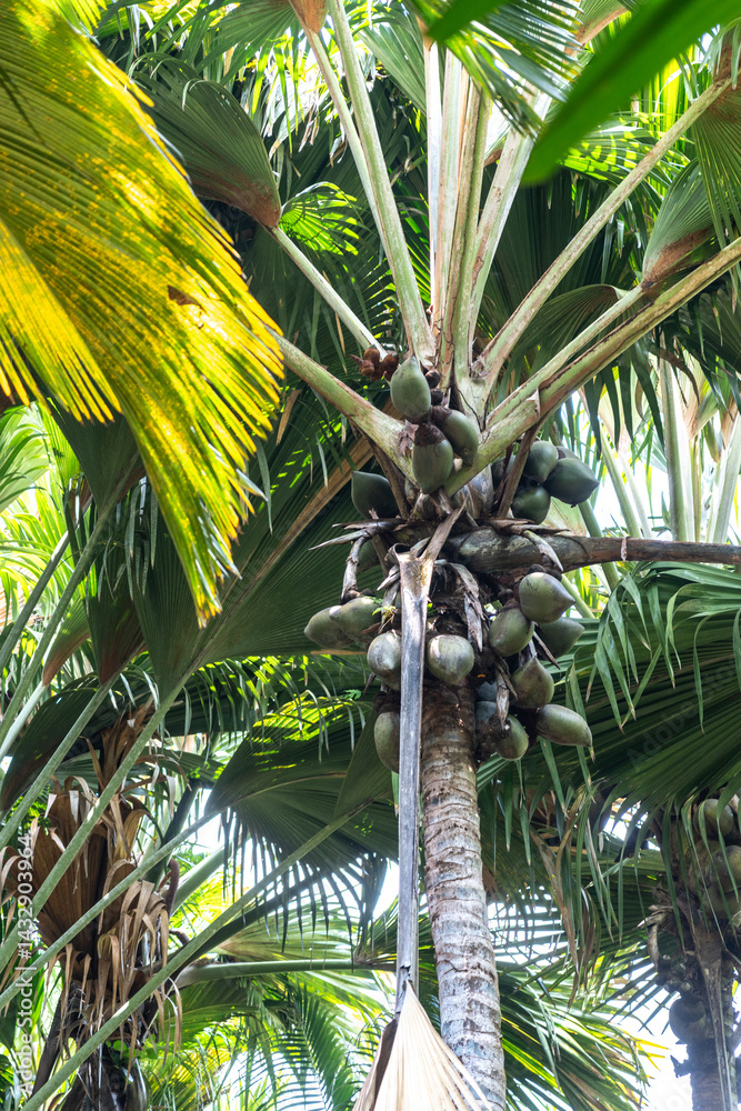 Coco de Mer palm tree with large fruits and fan-like leaves in Fond Ferdinand Nature Reserve