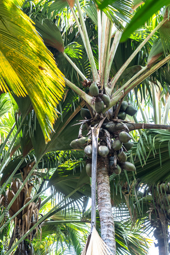 Obraz na płótnie Coco de Mer palm tree with large fruits and fan-like leaves in Fond Ferdinand Nature Reserve w salonie